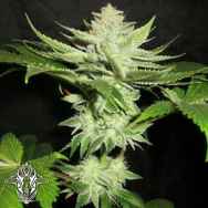 Holy Smoke Seeds Alien Fire Fruit